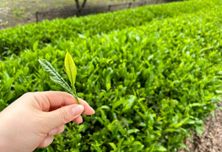 奥久慈茶の里公園